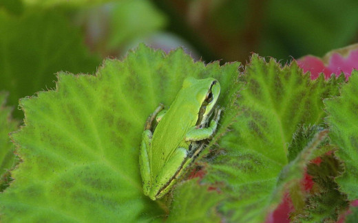 467874 (a): :1440x900